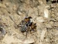 Euophrys sulphurea